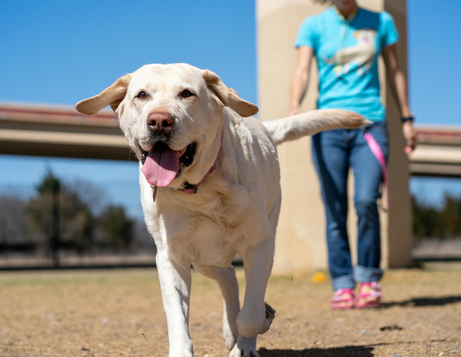 Person som promenerar med hund, hunden i förgrunden
